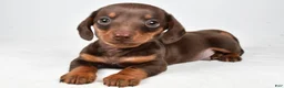 Miniature Dachshund dogs for sale: Harley - Ad 2