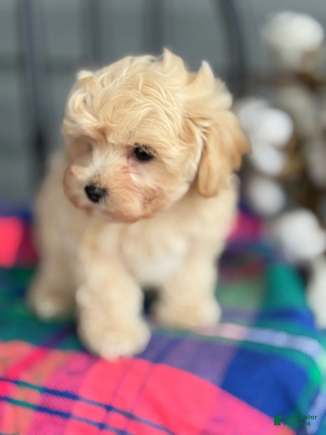 Maltipoo dogs for sale: Pal - Ad 2