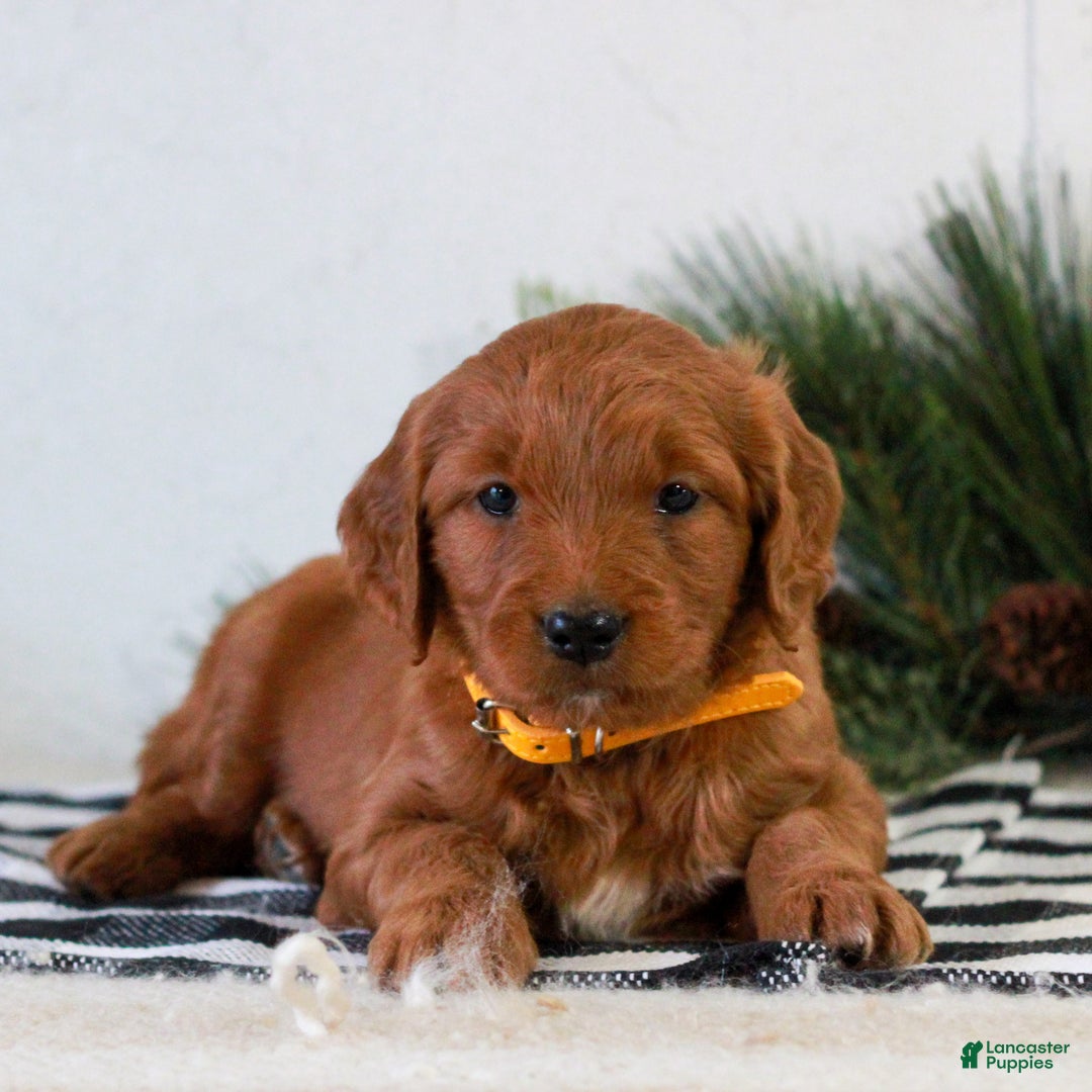 Goldendoodle dogs for sale: Felix  - Ad 3