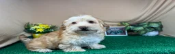 Havapoo dogs for sale: Havapoo 1 - Ad 4