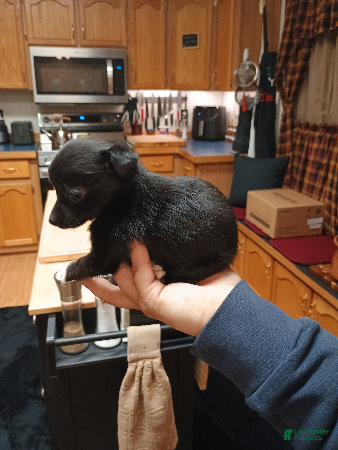 Chihuahua dogs for sale: Pixie - Ad 6