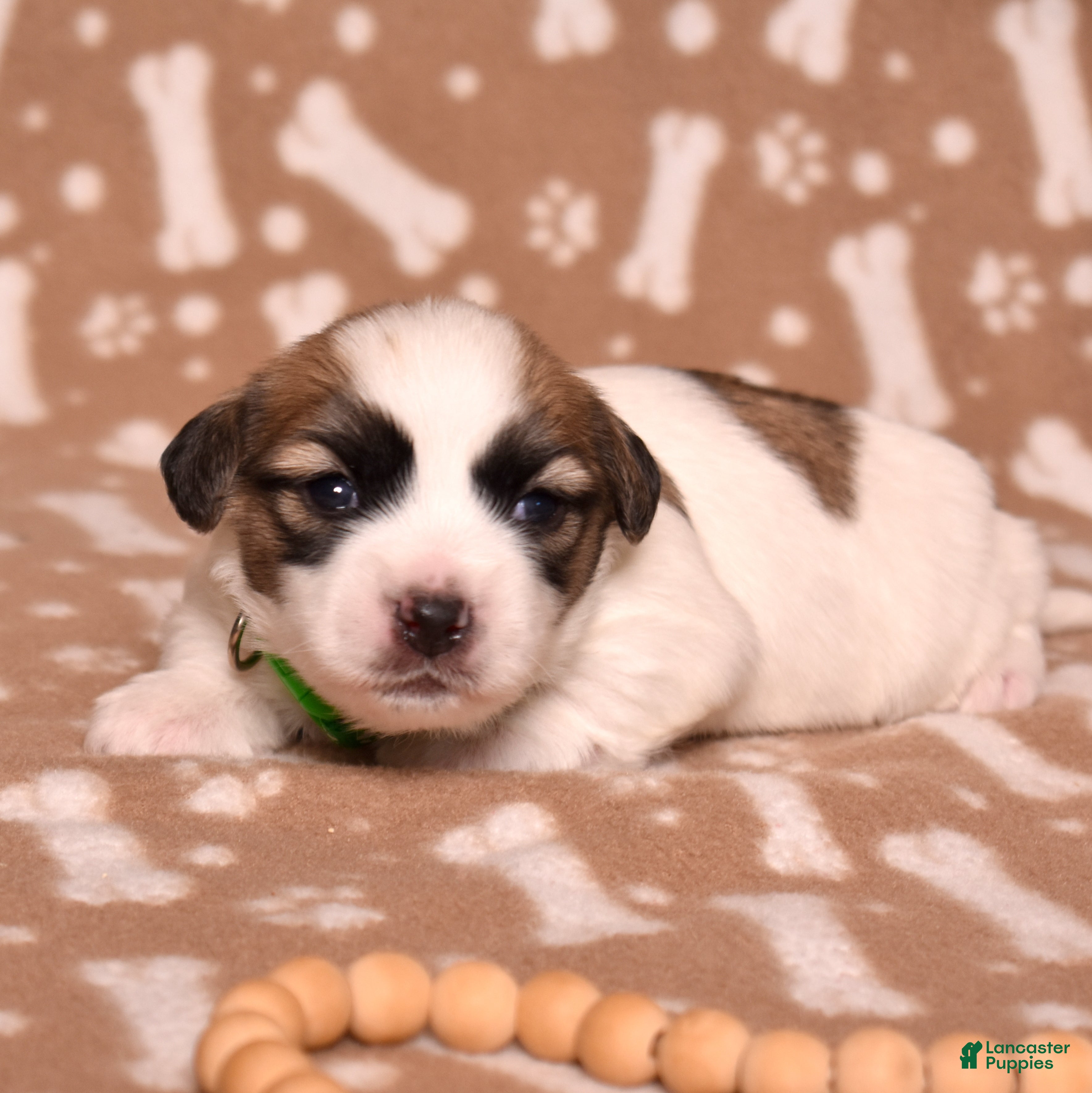 Coton De Tulear dogs Sabre - Ad 1
