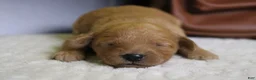 Goldendoodle dogs for sale: Ravioli - Ad 2