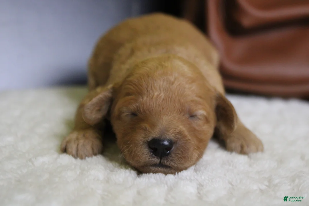 Goldendoodle dogs for sale: Ravioli - Ad 2
