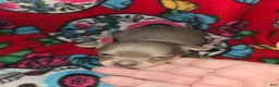 Chihuahua dogs for sale: Blue Girl - Ad 4