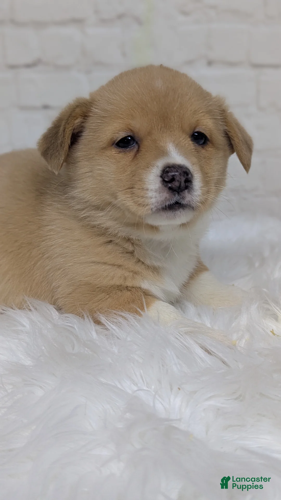 Welsh Corgi Pembroke dogs for sale: Gracie  - Ad 6