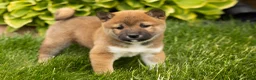 Shiba Inu dogs for sale: Juanita  - Ad 3