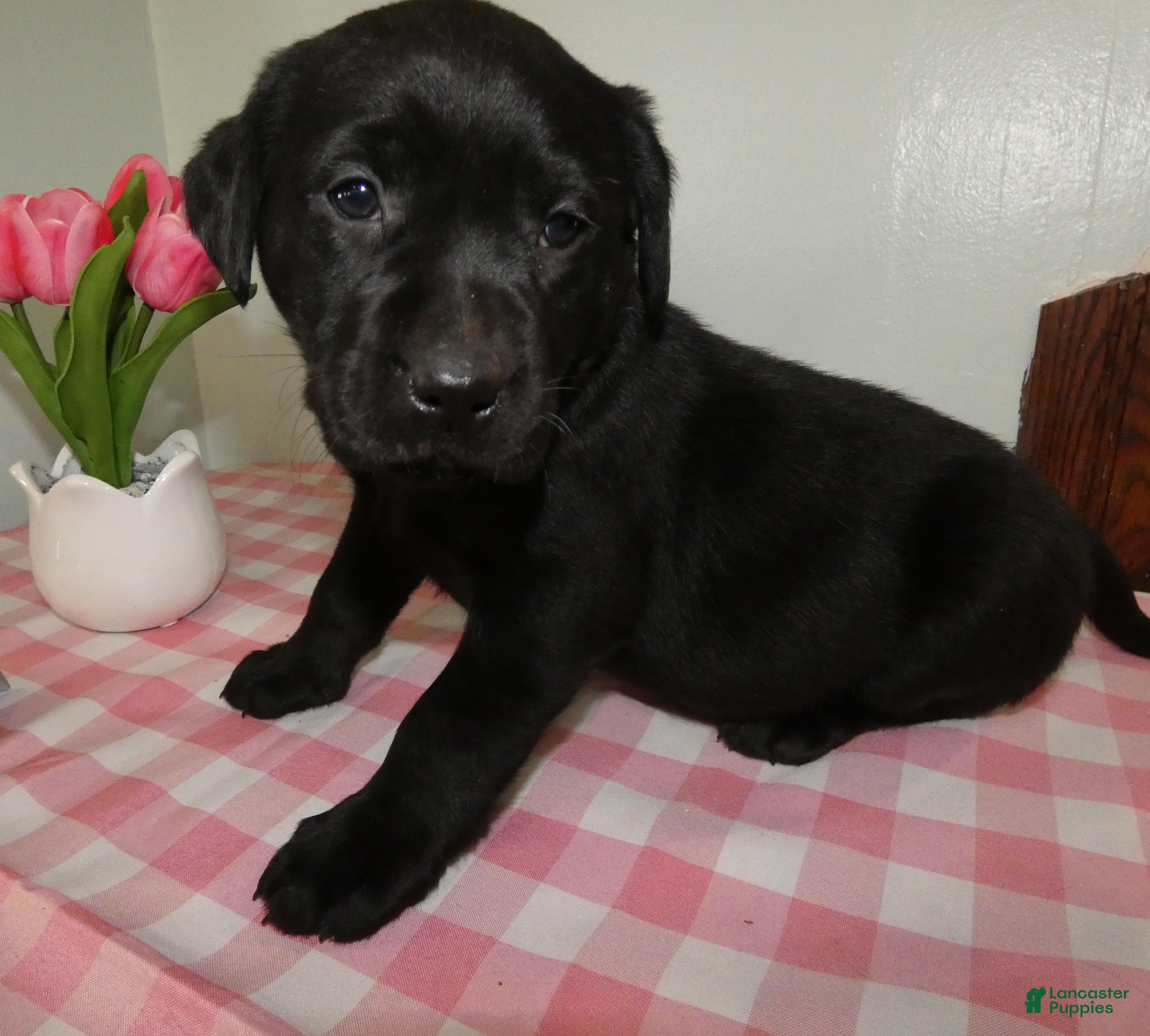 Labrador Retriever dogs Labrador Retriever Puppy 2 Daisey - Ad 28
