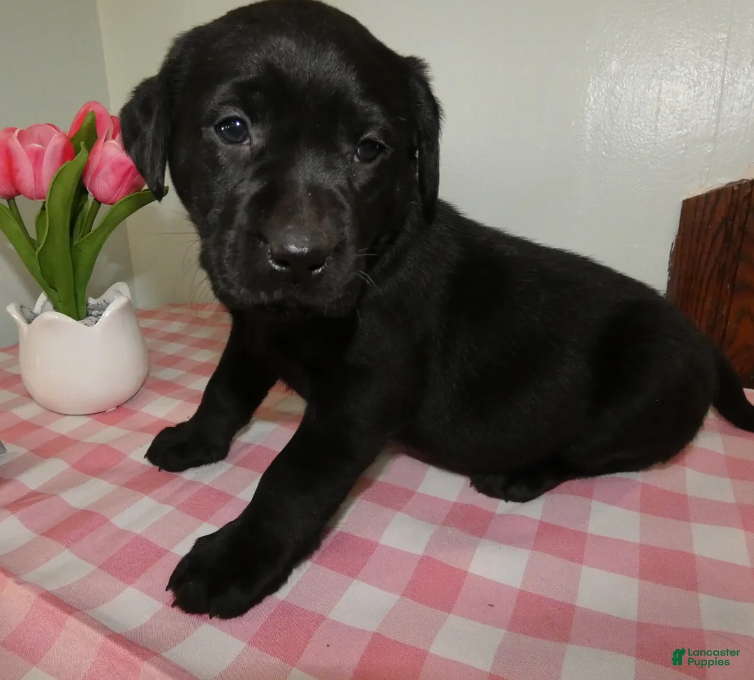 Labrador Retriever dogs for sale: Labrador Retriever Puppy 2 Daisey - Ad 1