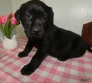 Labrador Retriever Puppy 2 Daisey