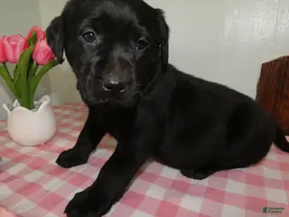 Labrador Retriever dogs Labrador Retriever Puppy 2 Daisey - Ad 28
