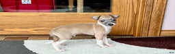 Italian Greyhound dogs for sale: Gerald - Ad 1