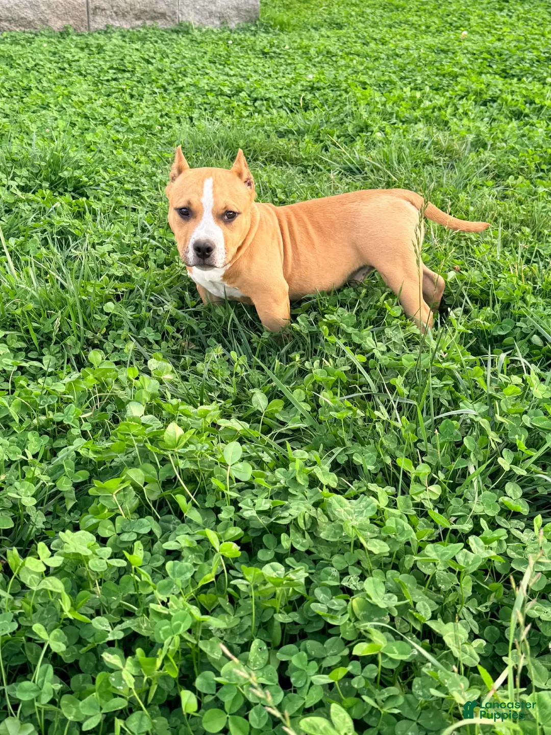American Bully dogs for sale: Rolo - Ad 1