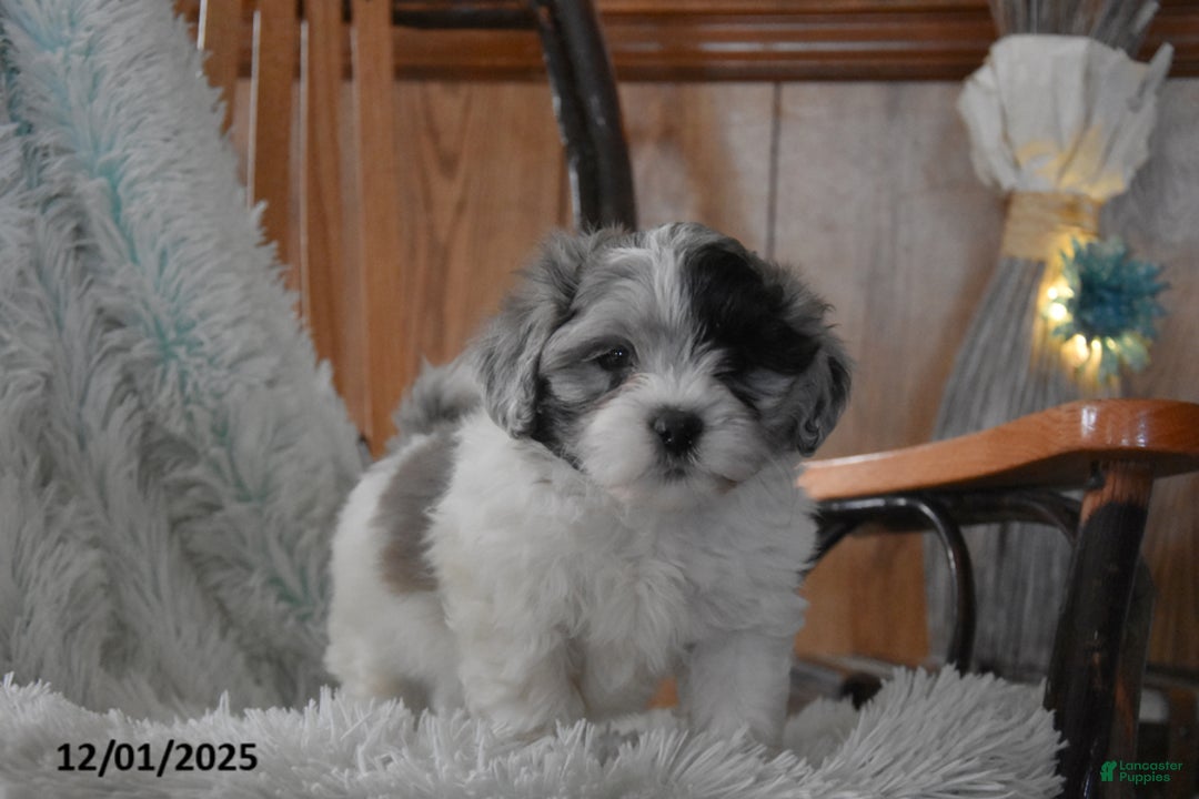 Mixed Breed dogs for sale: Zuma - Ad 1