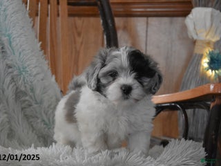 Mixed Breed dogs Zuma - Ad 16