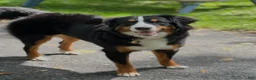 Bernese Mountain Dog dogs for sale: Tina - Ad 4