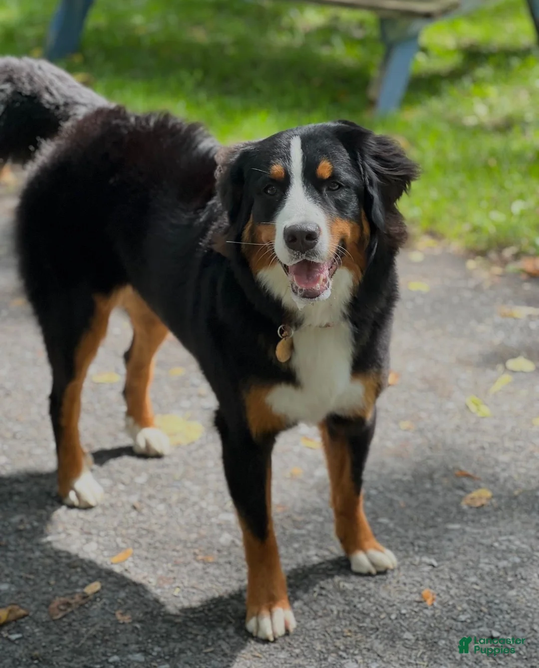Bernese Mountain Dog dogs for sale: Tina - Ad 4
