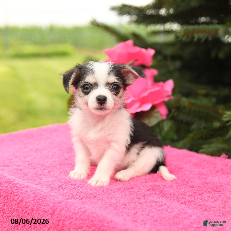 Mixed Breed dogs Tiny - Ad 1