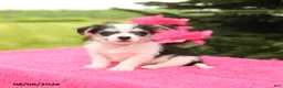 Mixed Breed dogs for sale: Tiny - Ad 1