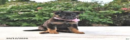 German Shepherd dogs for sale: Amber - Ad 3