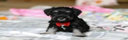Miniature Schnauzer dogs for sale: Charlie - Ad 6