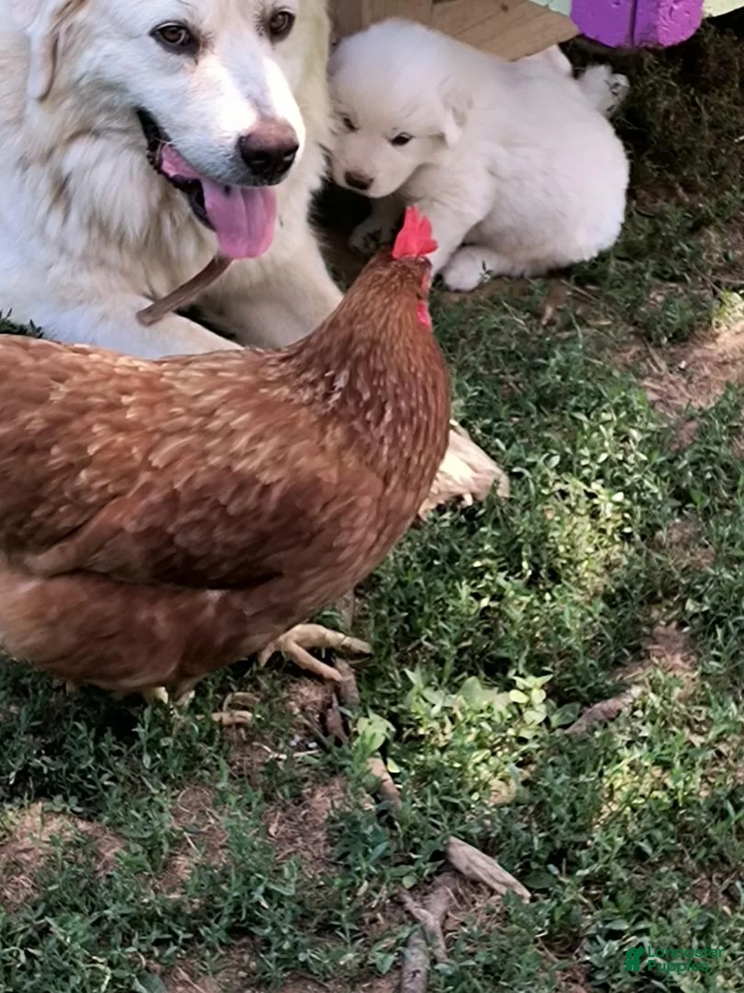 Great Pyrenees dogs for sale: Great Pyrenees Puppy 3 - Ad 2