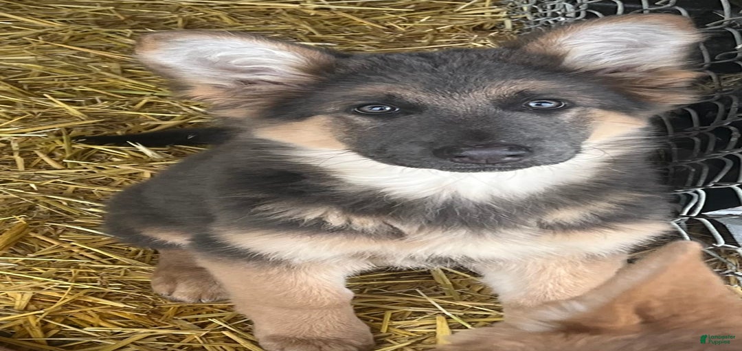 Gallery Image {{count}}