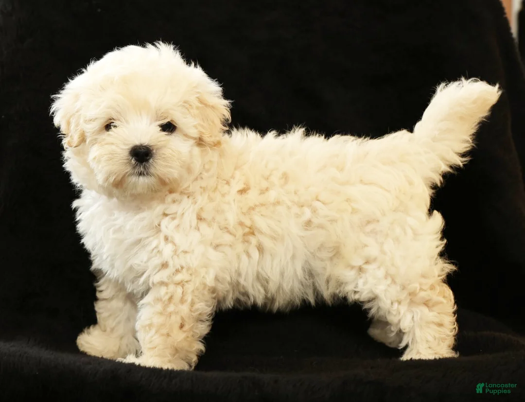 Maltipoo dogs for sale: Bella - Ad 1