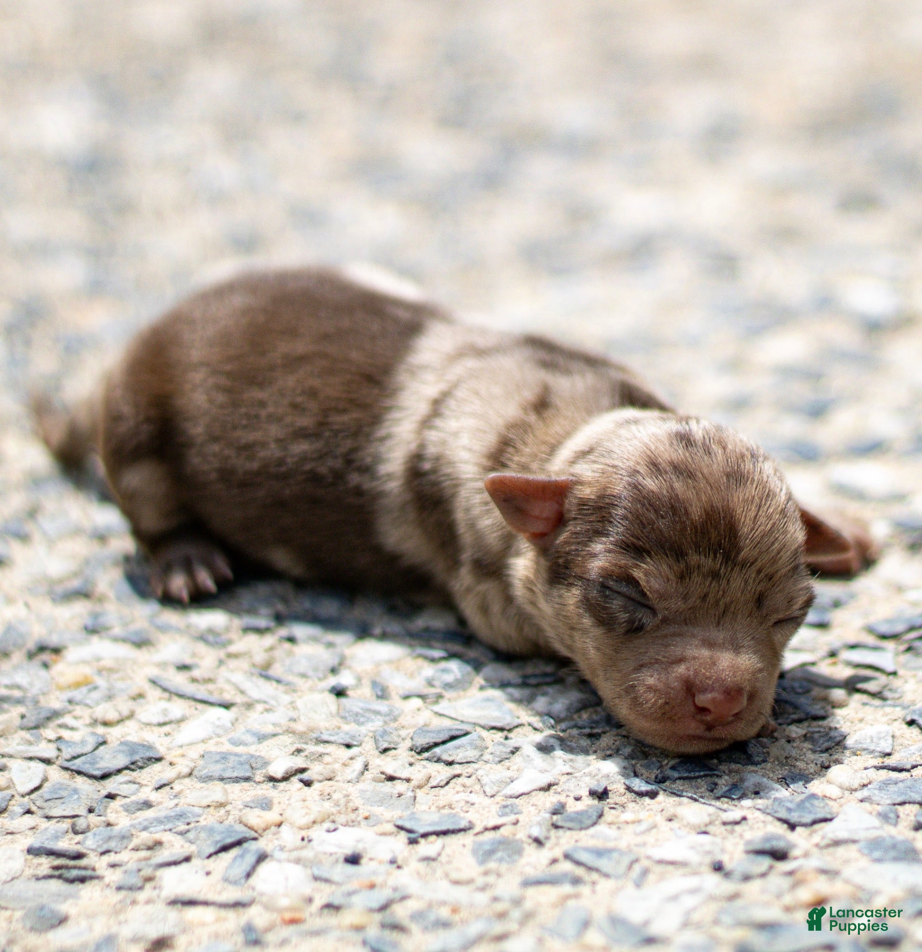 Chihuahua dogs Reba Chihuahua Puppy  - Ad 1