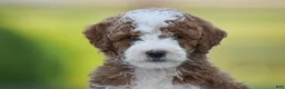Mini Goldendoodle dogs for sale: Russell (F1B) - Ad 5