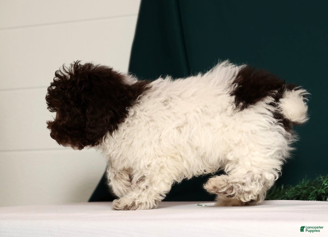 Miniature Poodle dogs for sale: Buddy - Ad 9