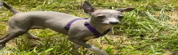 Italian Greyhound dogs for sale: Bandit - Ad 5