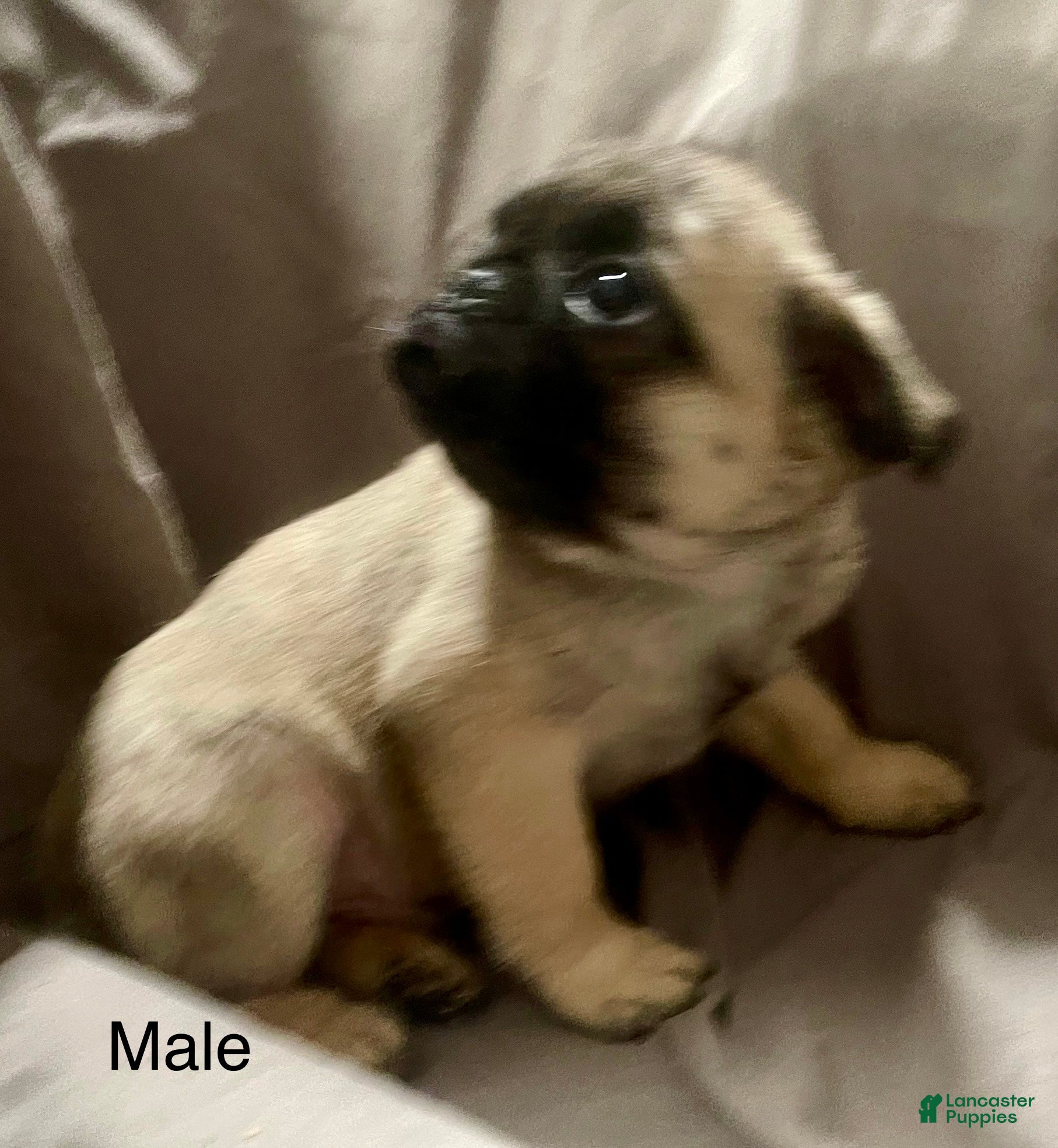 Pug dogs Pug Puppy 1 - Ad 5
