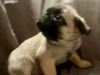 Pug dogs Pug Puppy 1 - Ad 5