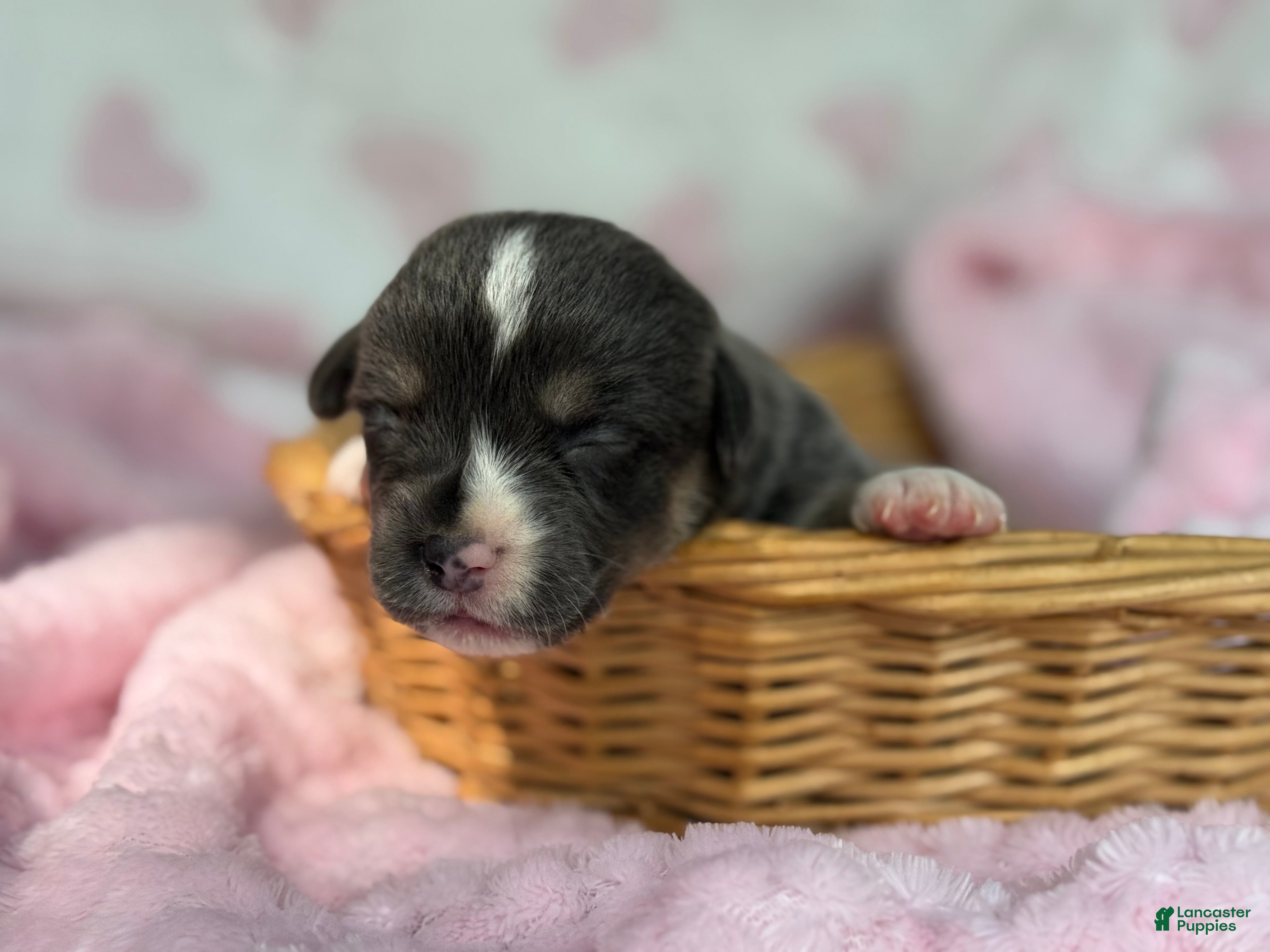 Mixed Breed dogs Bluie Full tail - Ad 27