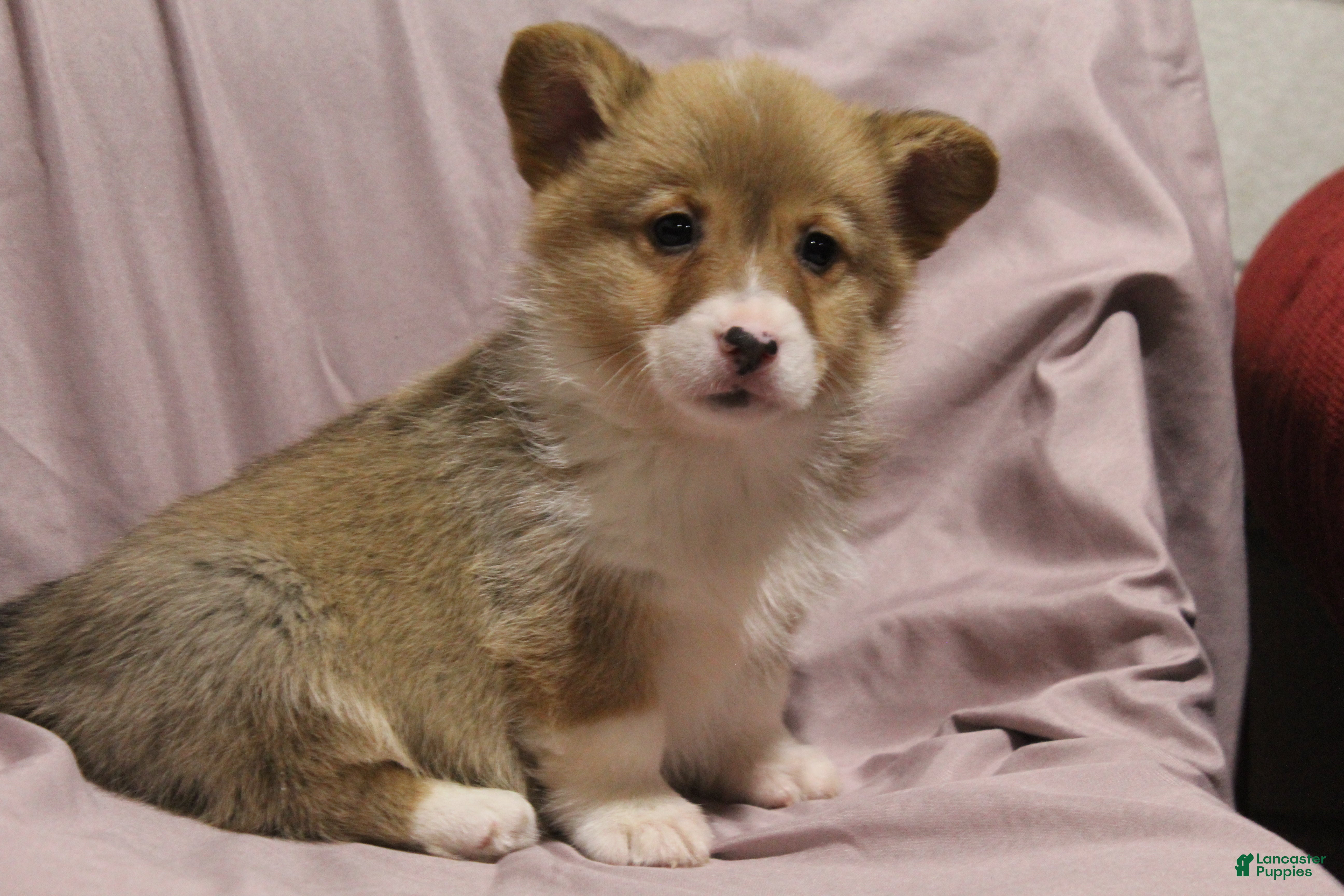 Welsh Corgi Pembroke dogs Monty - Ad 24