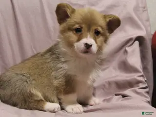 Welsh Corgi Pembroke dogs Monty - Ad 24