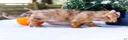 Mixed Breed dogs for sale: Bella - Ad 6