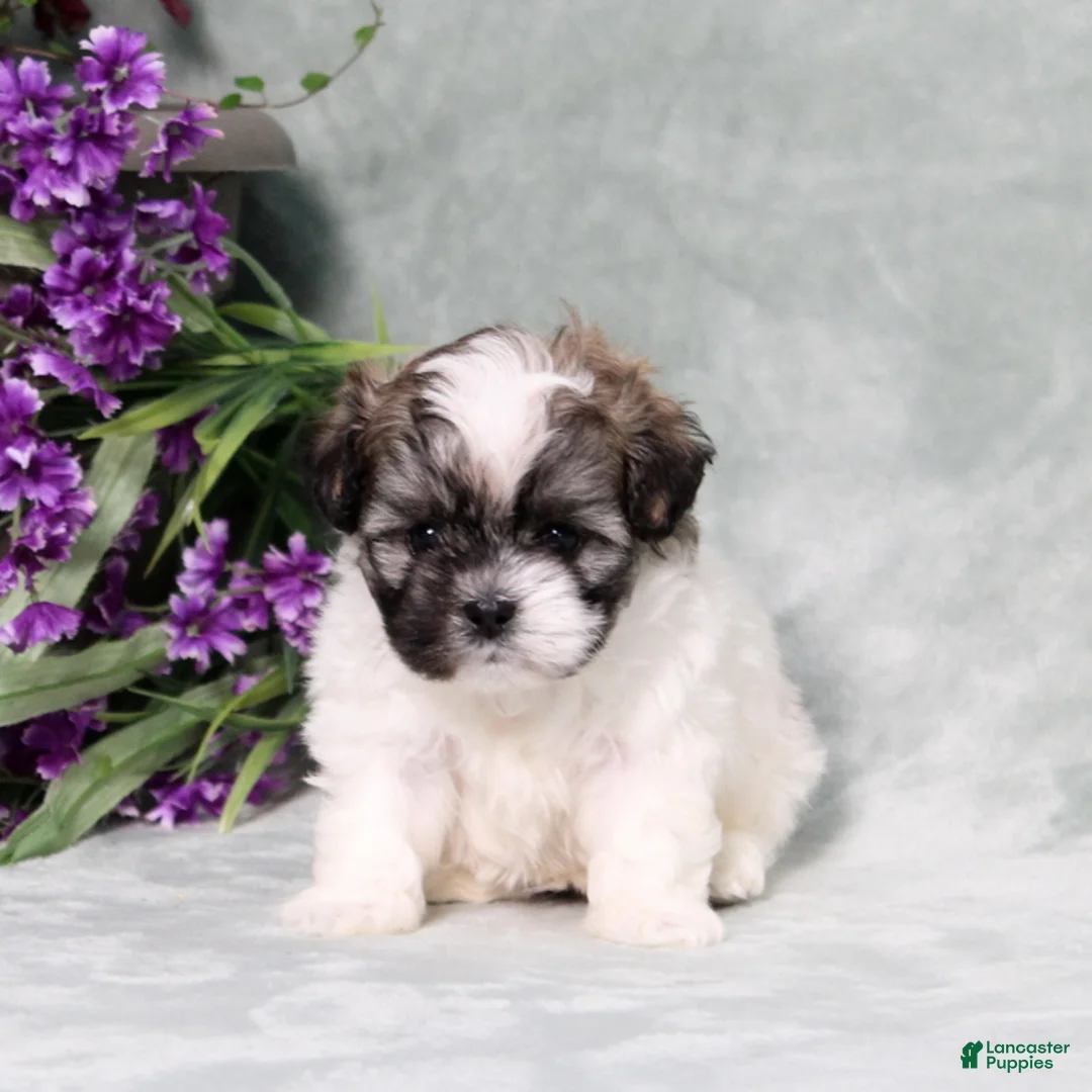 Teddy Bear dogs for sale: Waylon - Ad 5