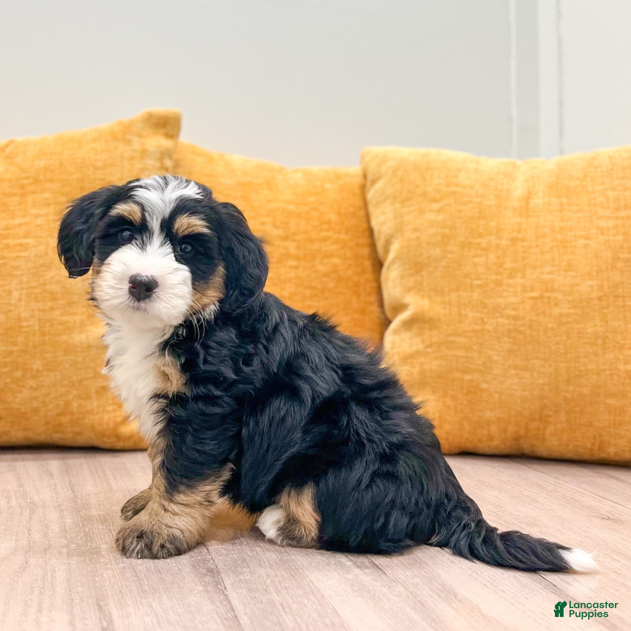 Mini Bernedoodle dogs Finn - Ad 2