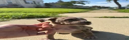 American Bully dogs for sale: Lily - Ad 4