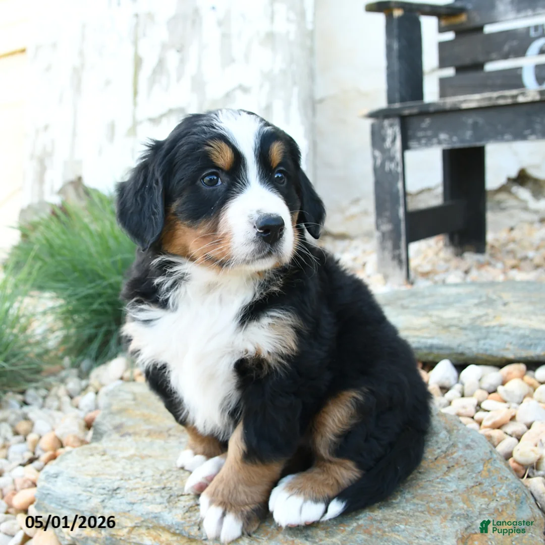 Bernese Mountain Dog dogs for sale: Maya - Ad 2