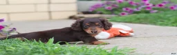 Miniature Dachshund dogs for sale: Olivia - Ad 10