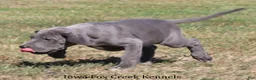 Great Dane dogs for sale: Sophie - Ad 7