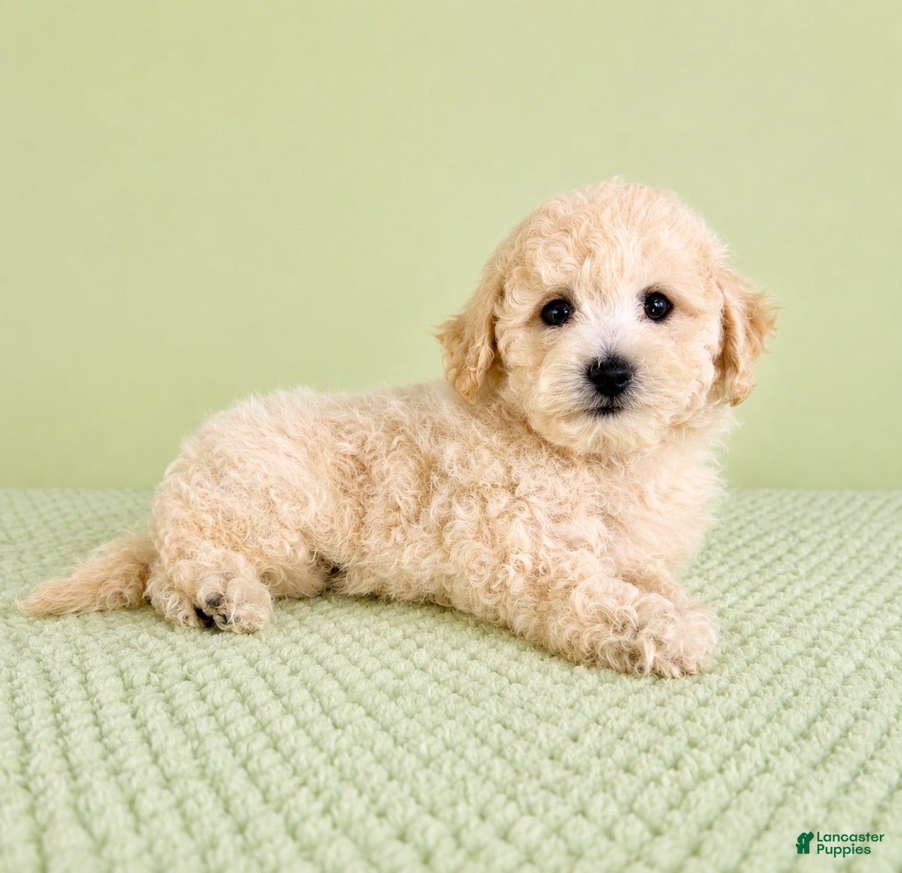 Bichon Frise dogs Barry - Ad 6