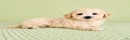 Bichon Frise dogs for sale: Barry - Ad 1