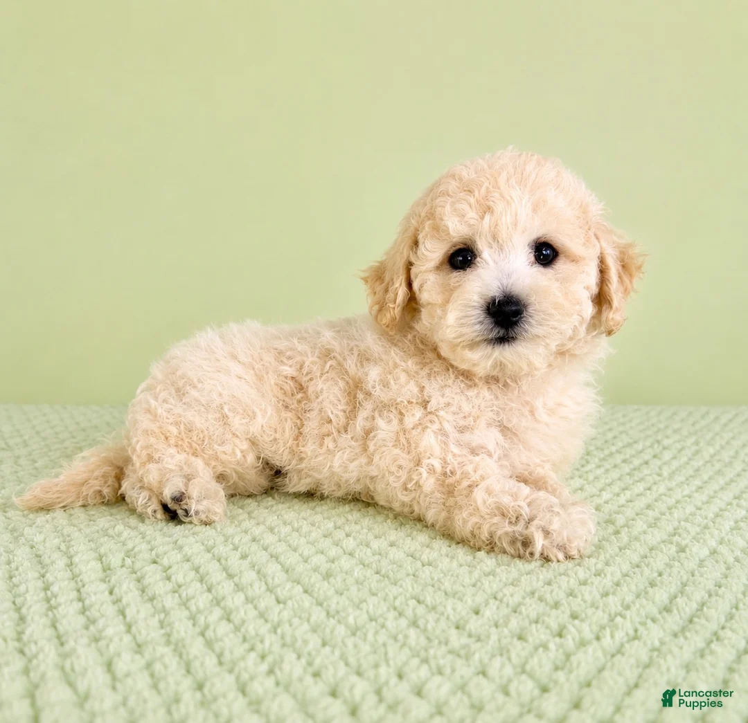 Bichon Frise dogs for sale: Barry - Ad 1