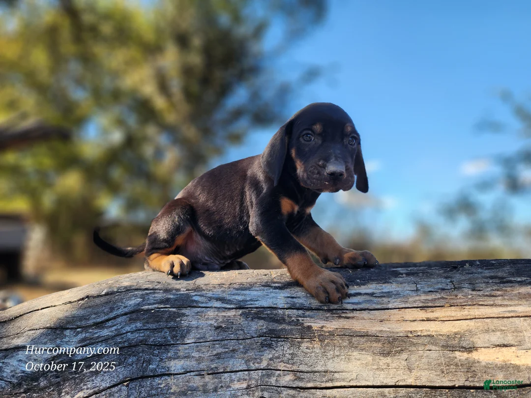 Mixed Breed dogs for sale: Fall 2025 Bloodahoula Male 4 - Ad 8