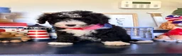 Mixed Breed dogs for sale: Mixed Breed 4 - Ad 1