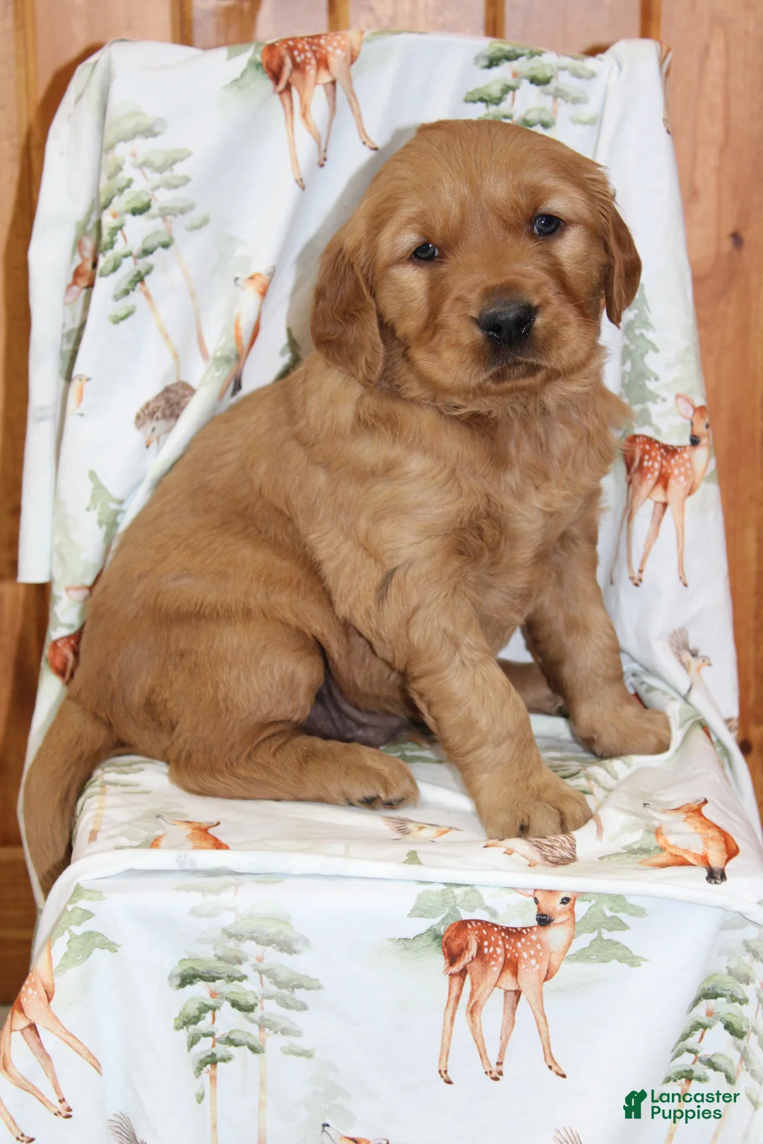 Golden Retriever dogs for sale: Copper - Ad 7